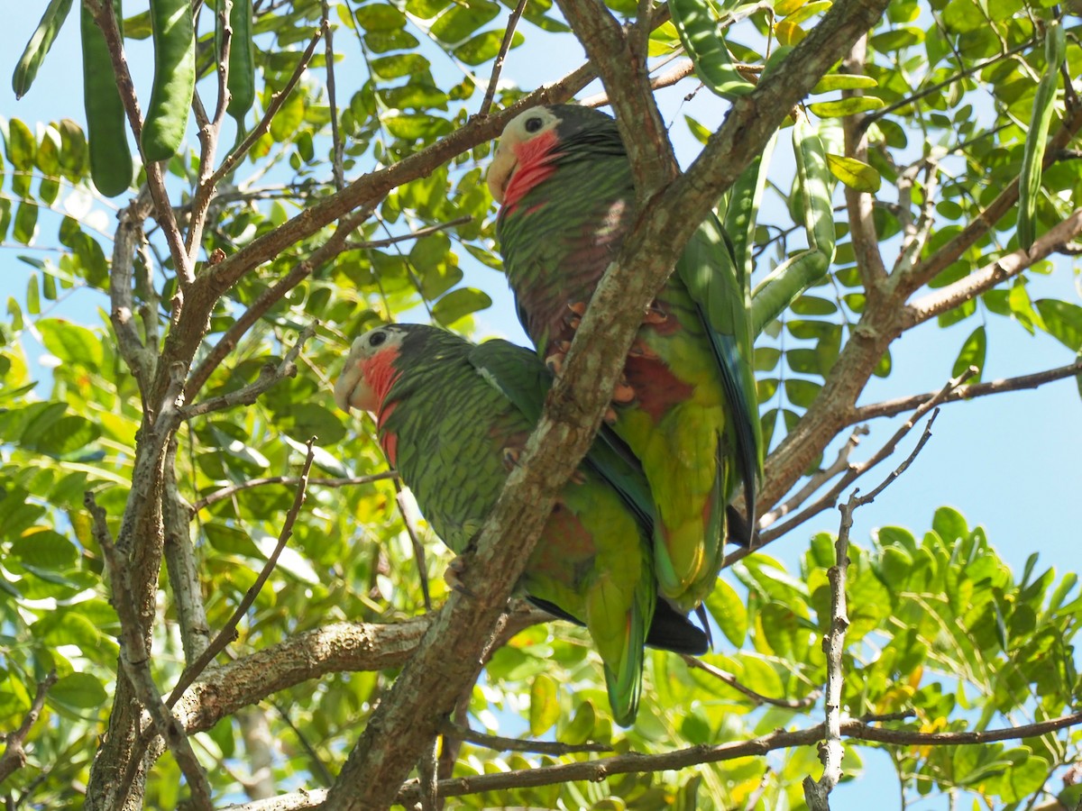 Cuban Parrot (Cuban) - ML614828987