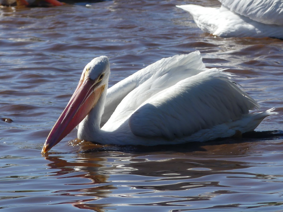 pelikán severoamerický - ML614829257