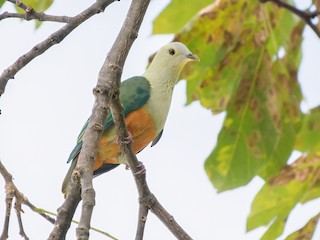  - Silver-capped Fruit-Dove
