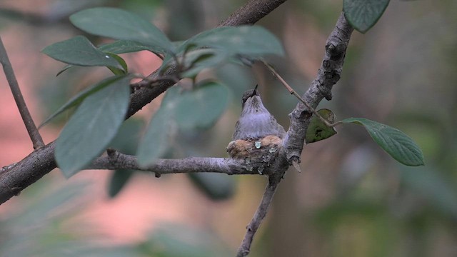 Anna's Hummingbird - ML614829615