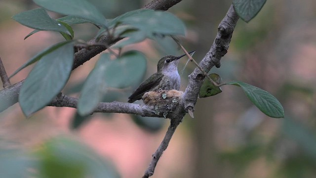 Anna's Hummingbird - ML614829617
