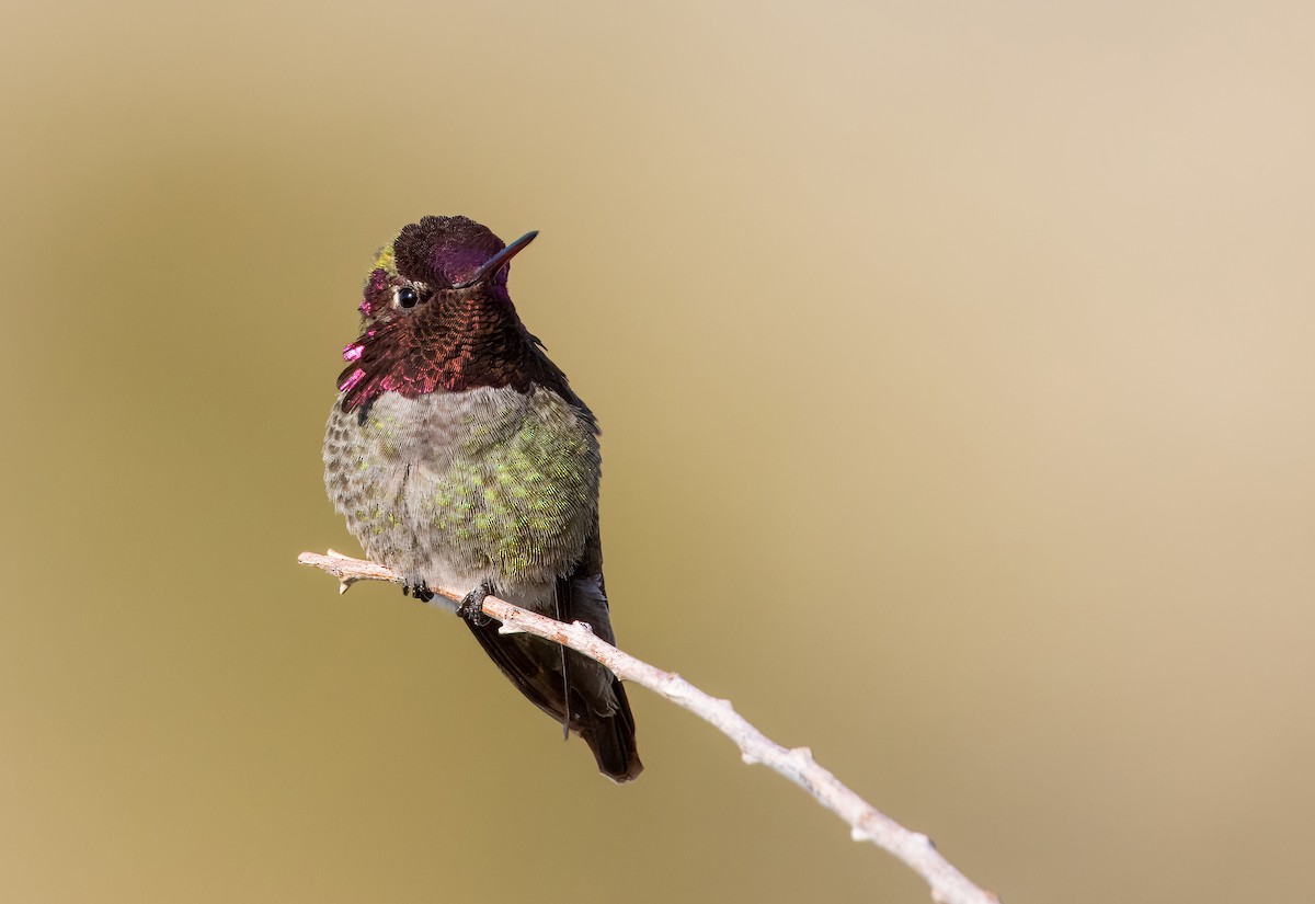 Anna's Hummingbird - ML614829859