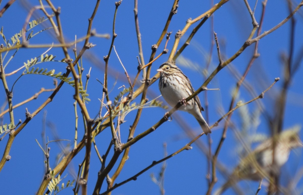 Savannah Sparrow - ML614829925