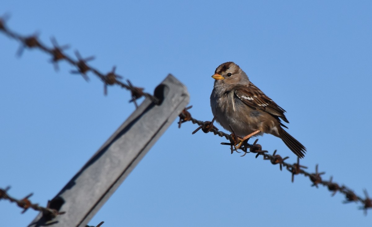 White-crowned Sparrow (Gambel's) - ML614830021