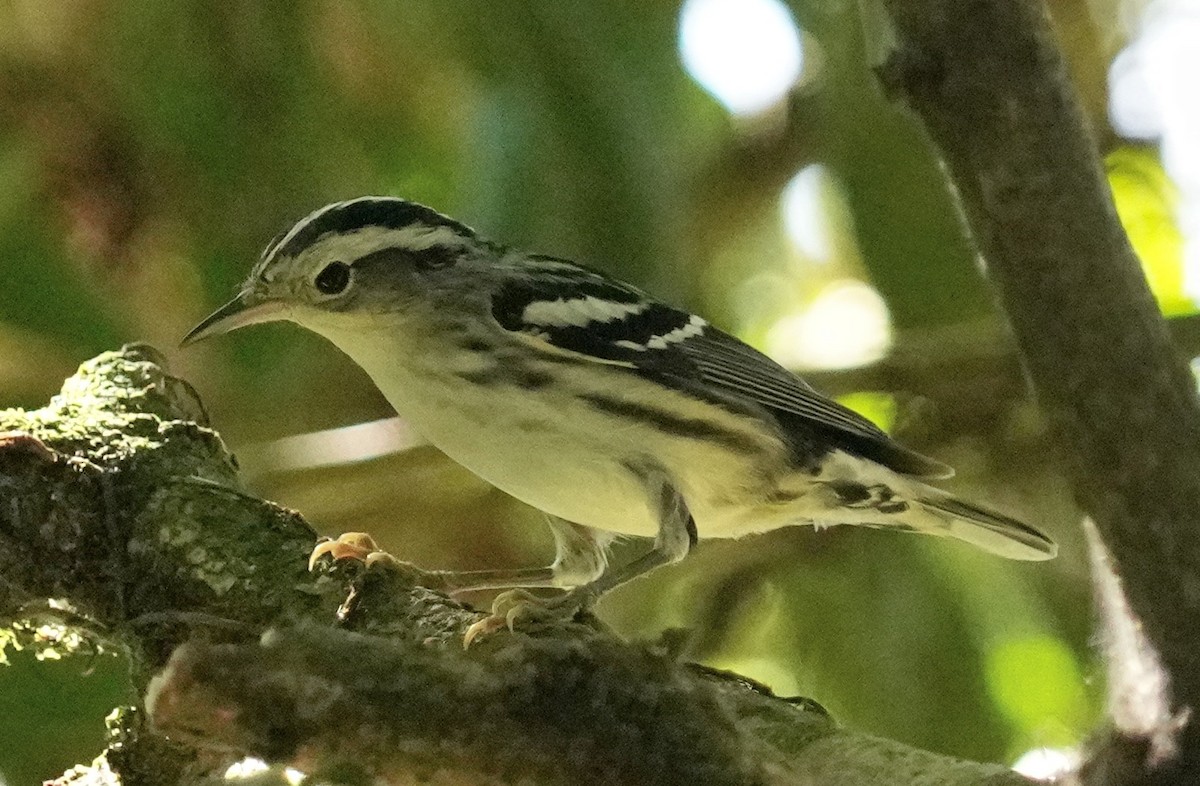 Black-and-white Warbler - ML614830336