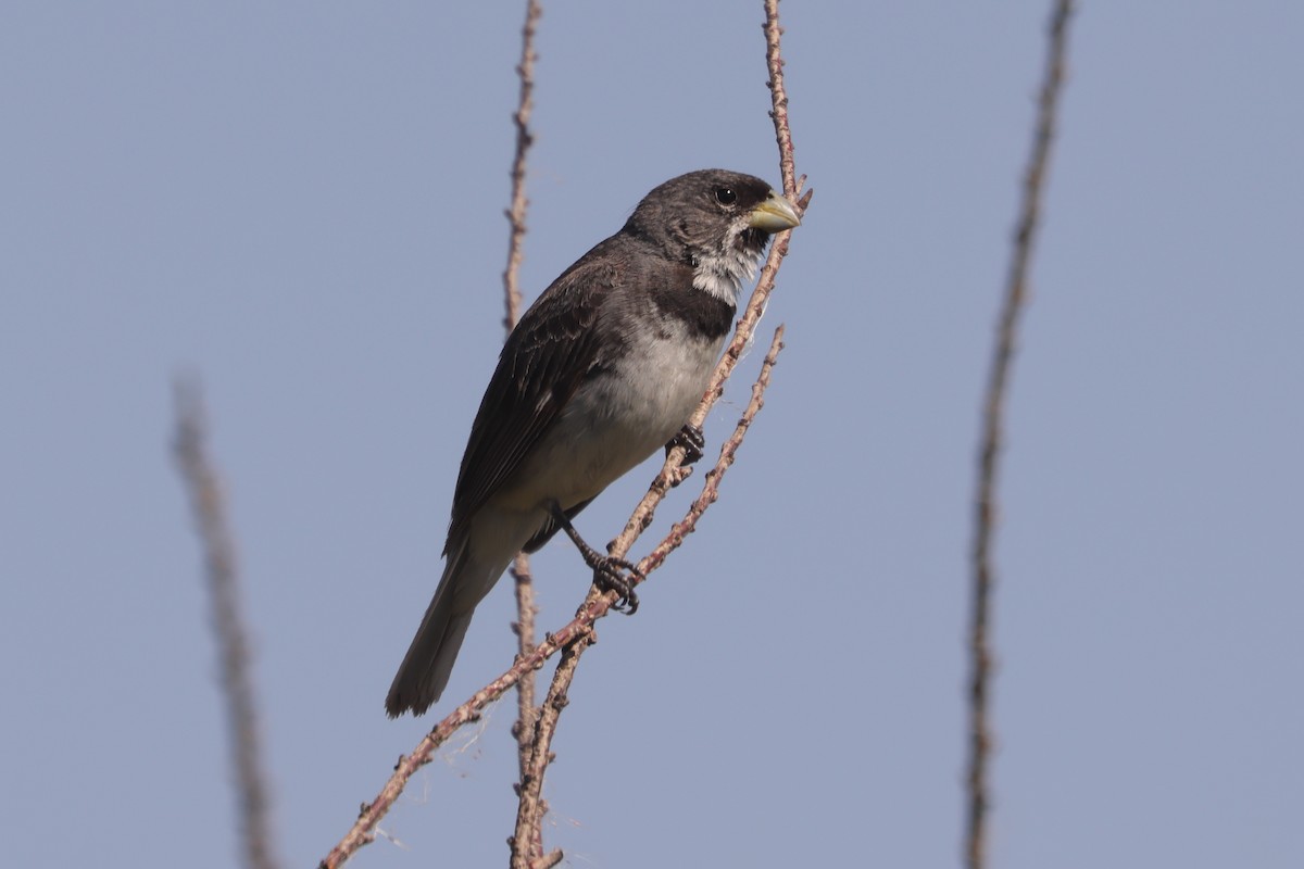 Double-collared Seedeater - ML614830438