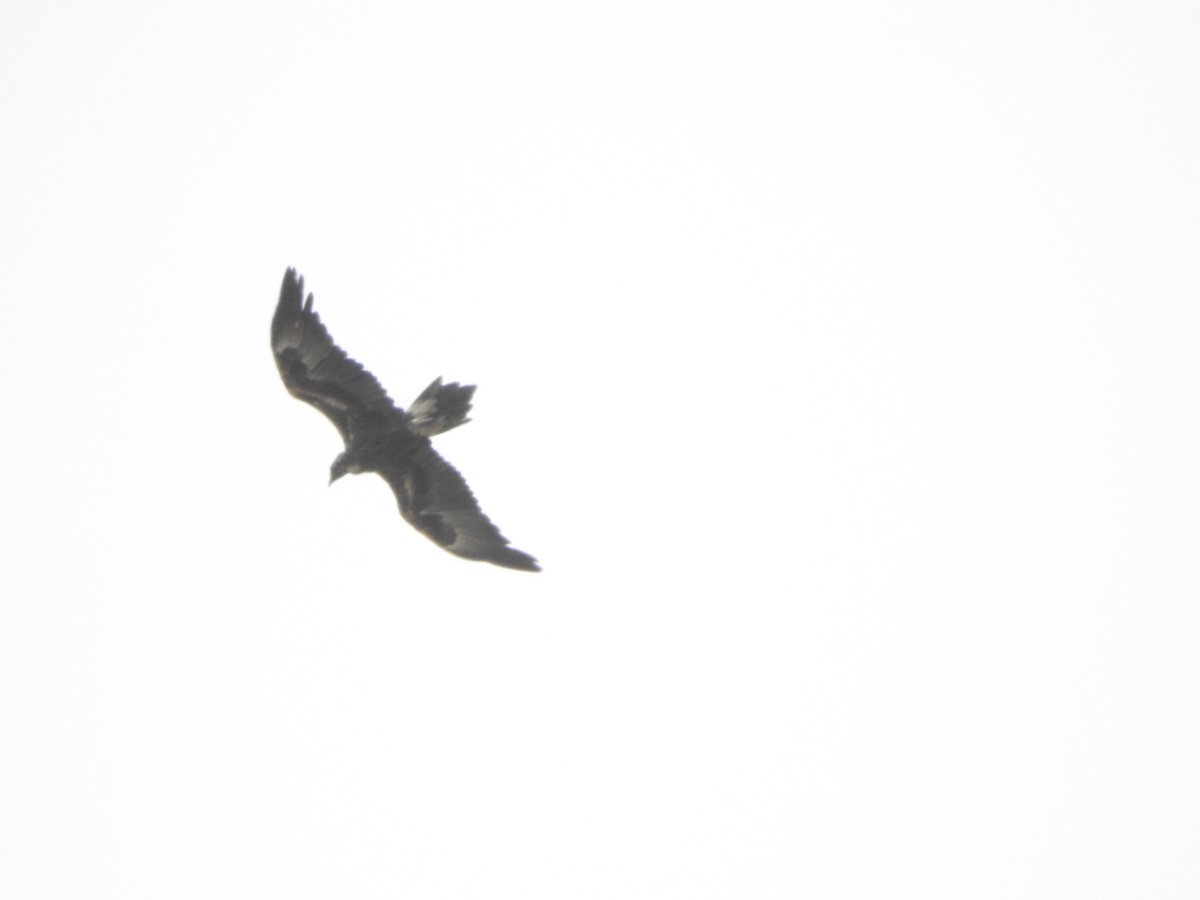 Wedge-tailed Eagle - ML614830455