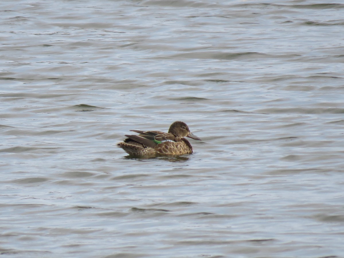 Blue-winged Teal - ML614830814
