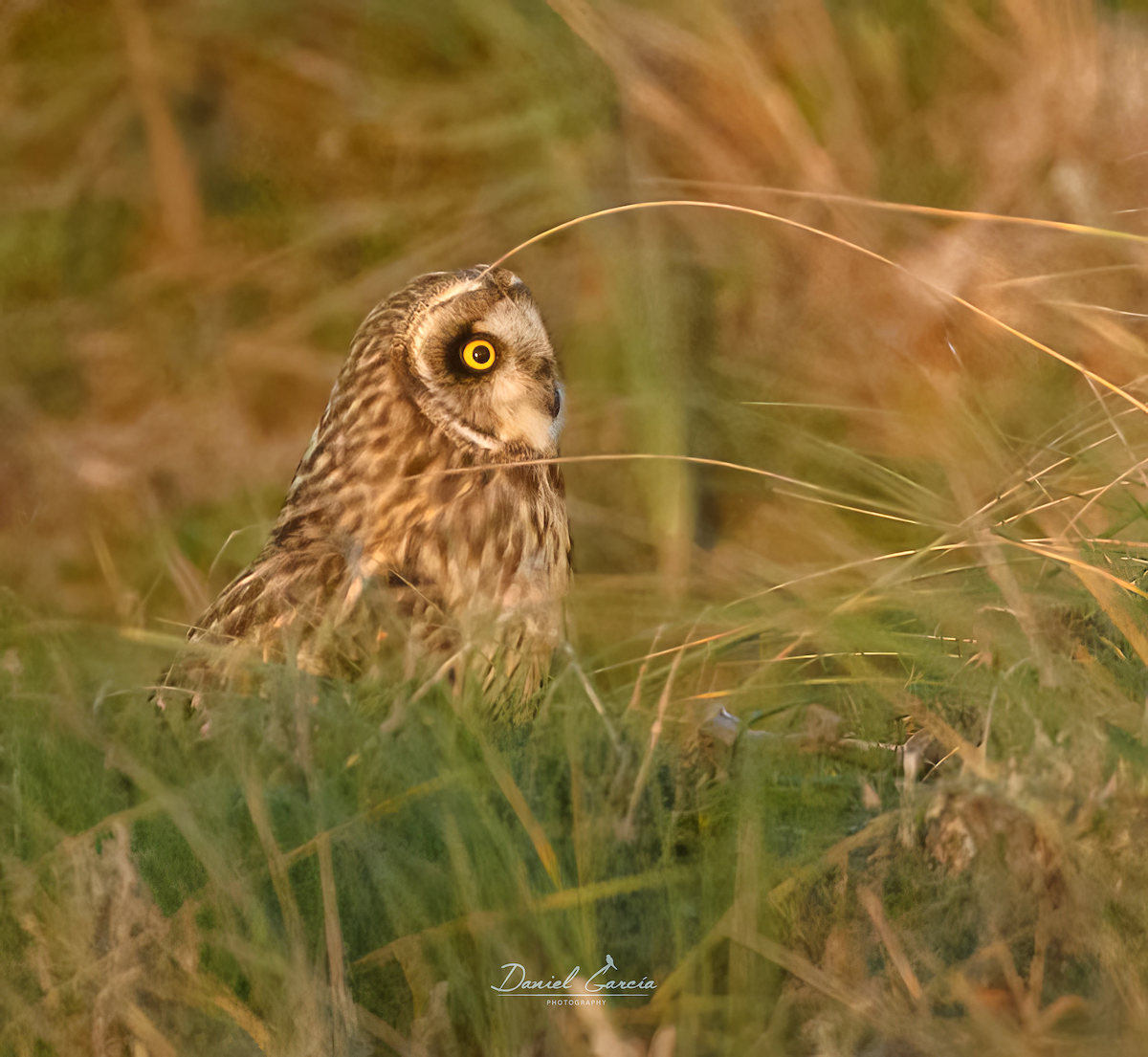 Short-eared Owl - ML614830824
