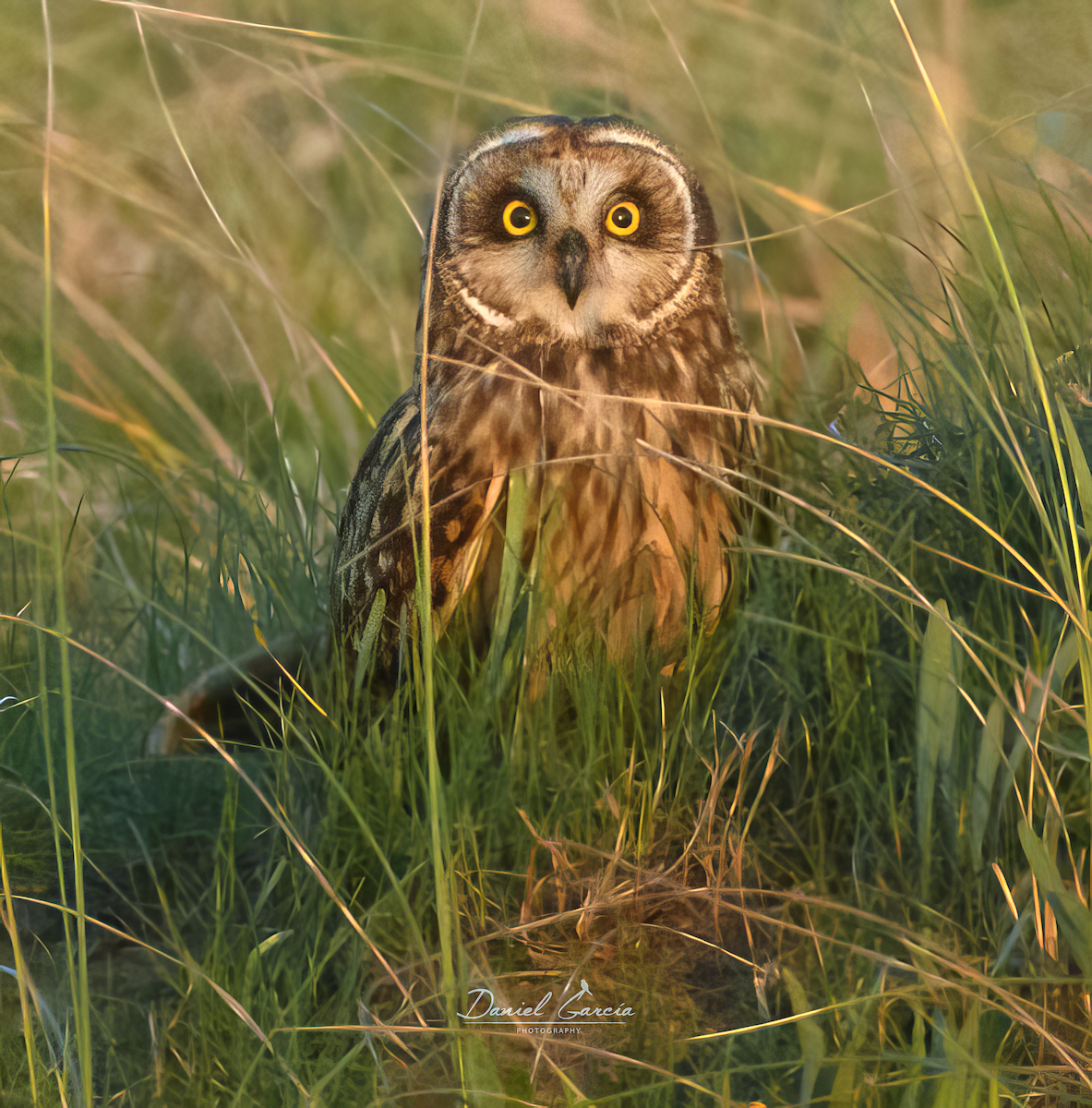 Short-eared Owl - ML614830893