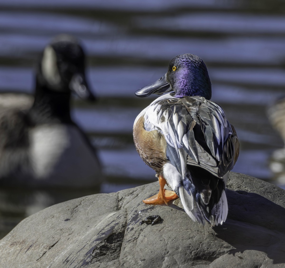 eBird Checklist - 14 Feb 2024 - Prospect Park - 23 species