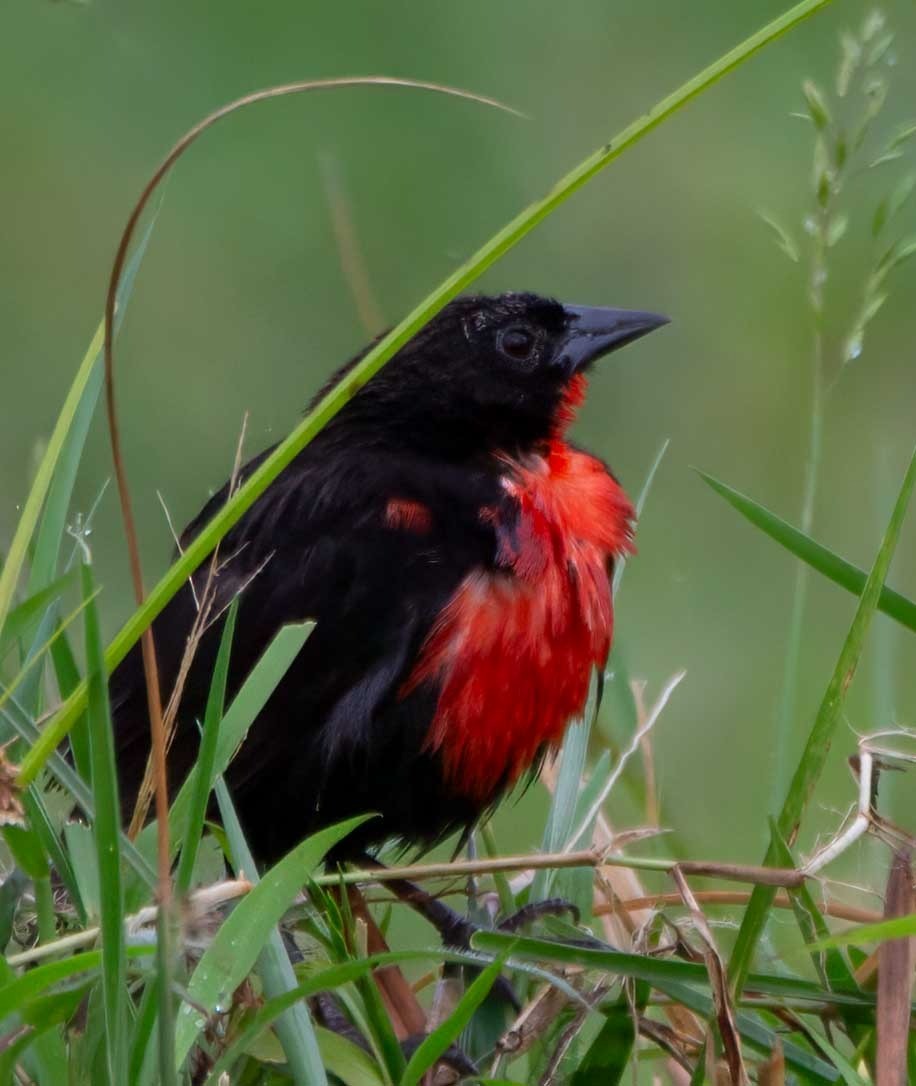 Red-breasted Meadowlark - Alejandro Alzate Garces