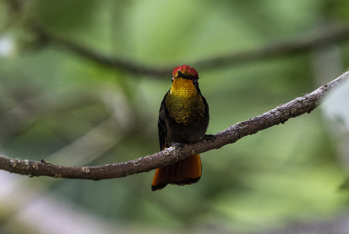 Copper-rumped Hummingbird - Blythe Nilson