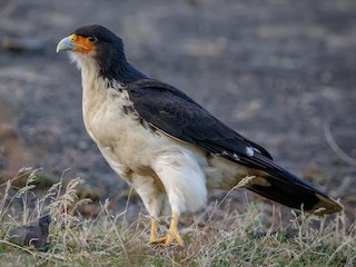  - White-throated Caracara