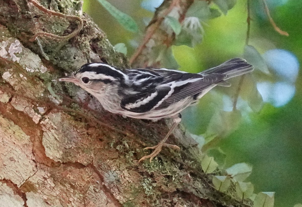 Black-and-white Warbler - ML614831803