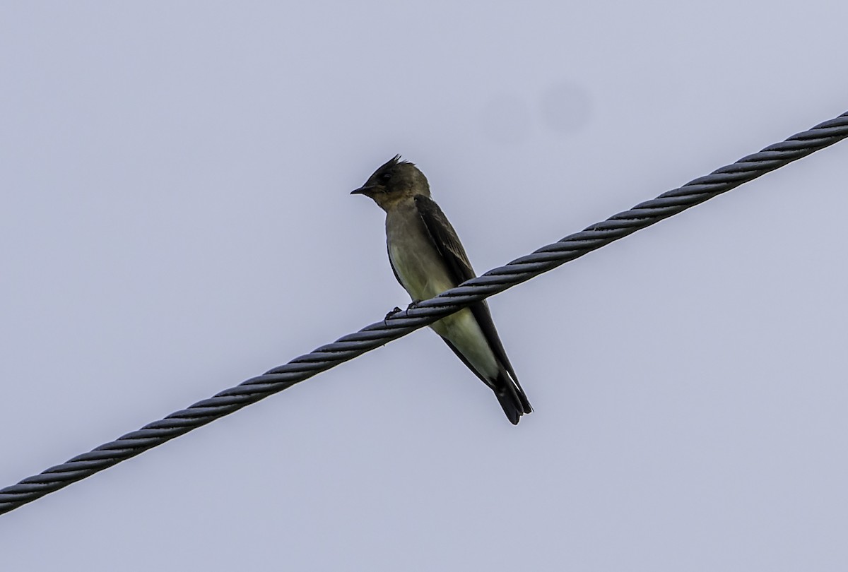 Southern Rough-winged Swallow - ML614831845
