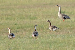 Greater White-fronted Goose, ML614831896