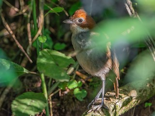  - White-throated Antpitta