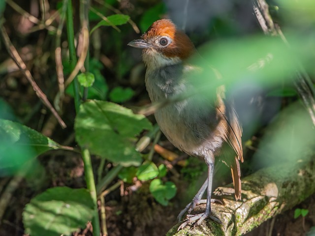  - White-throated Antpitta - 