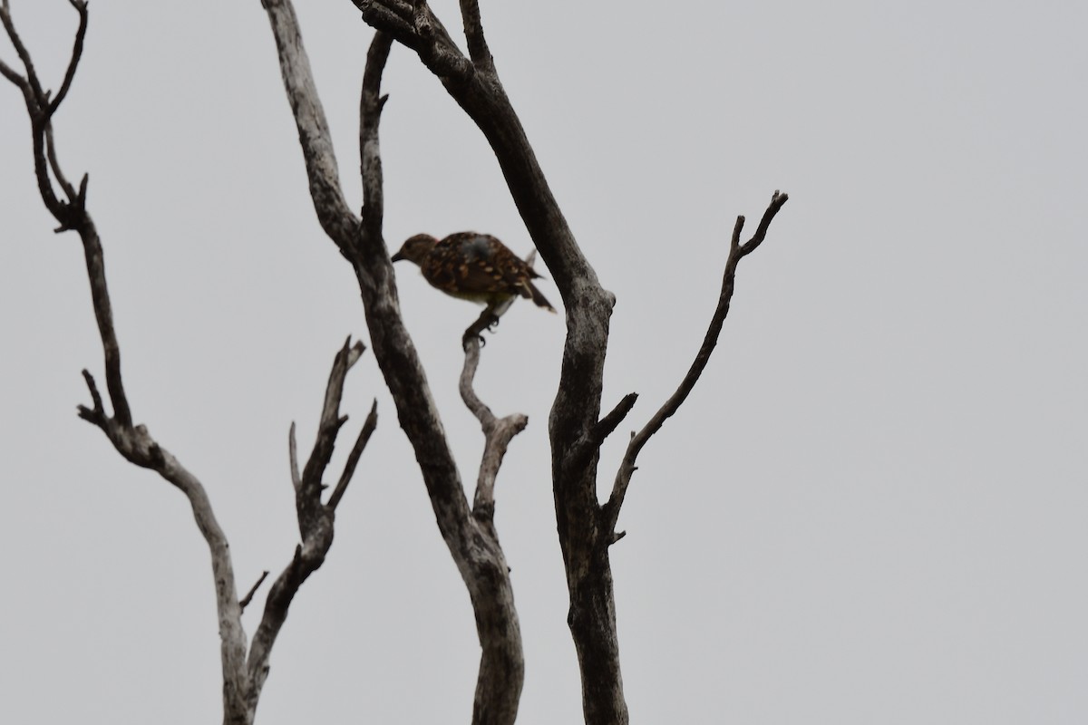 Spotted Bowerbird - Robert McTrusty