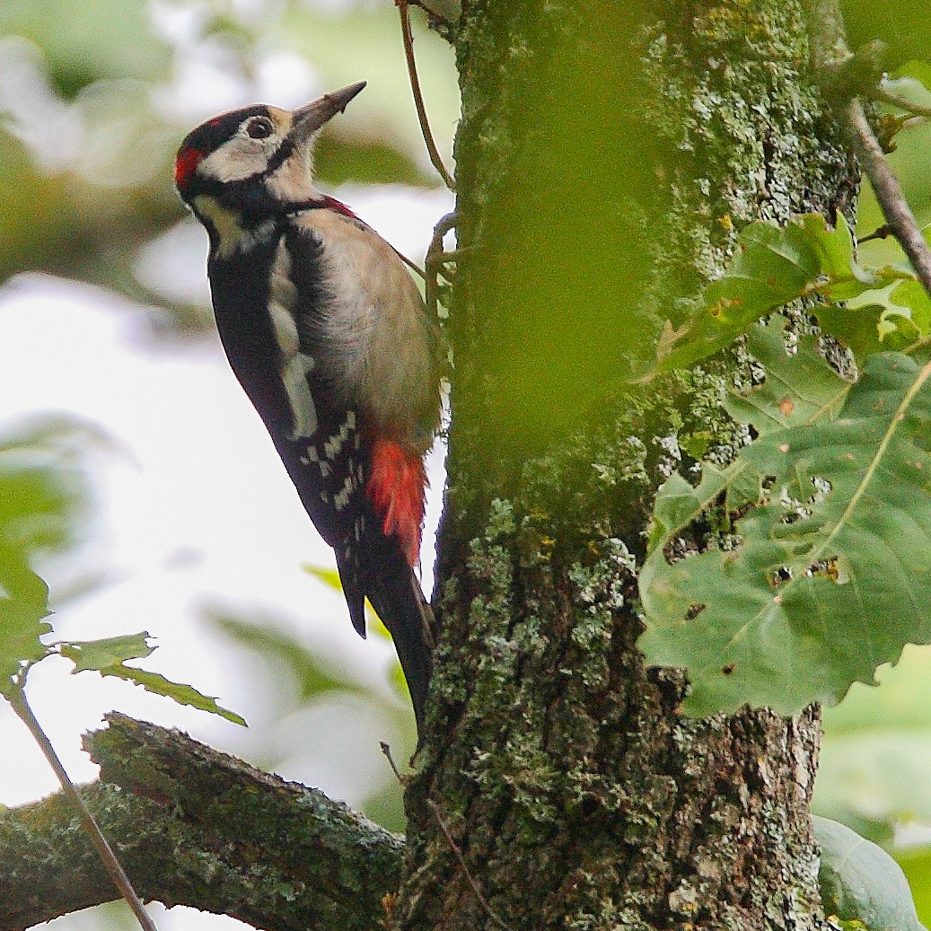 Great Spotted Woodpecker - ML614832029