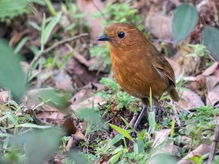  - Ayacucho Antpitta