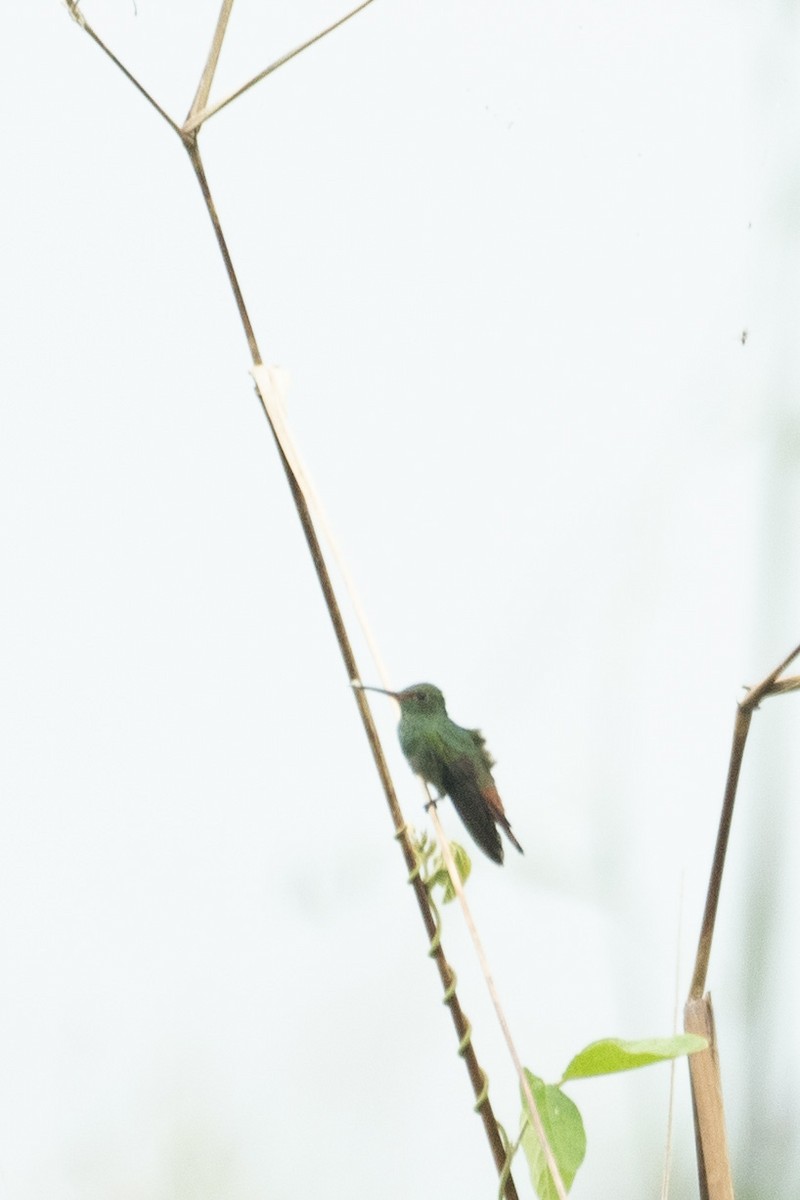 Rufous-tailed Hummingbird - Daniel Brisbin