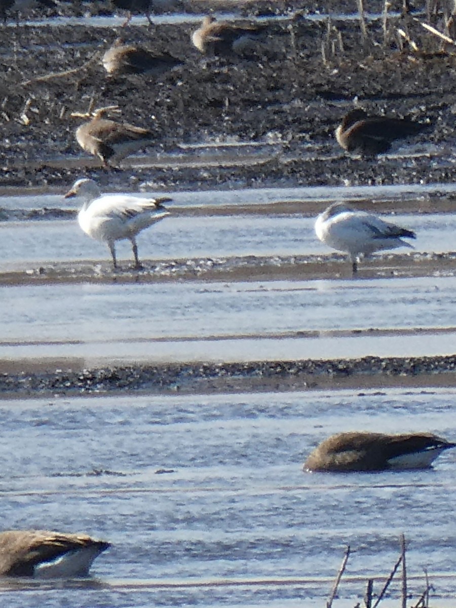 eBird Checklist - 14 Feb 2024 - Goose Pond - 6 species