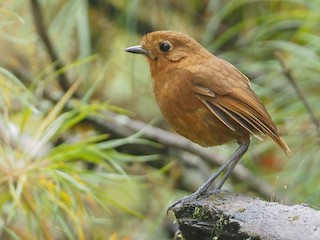  - Junin Antpitta