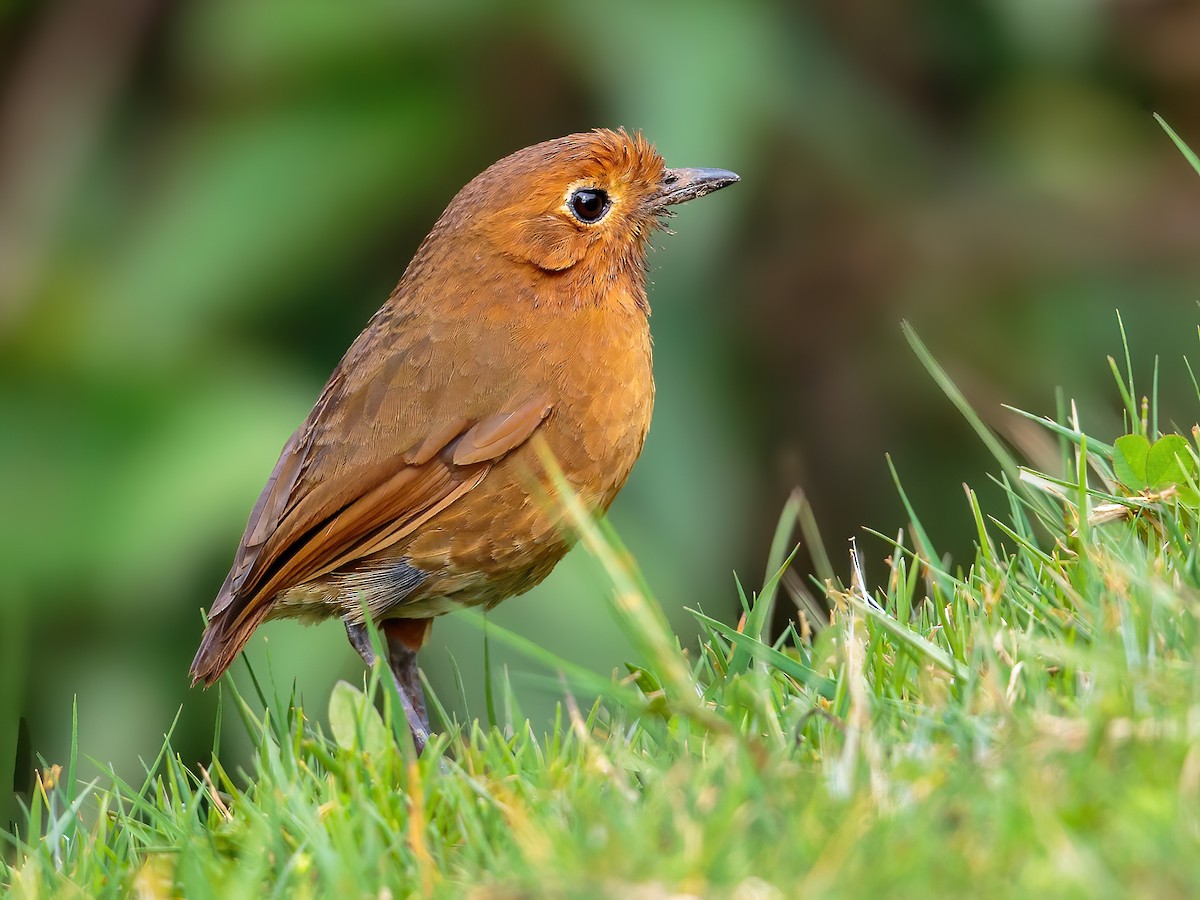 Cajamarca Antpitta - Grallaria cajamarcae - Birds of the World