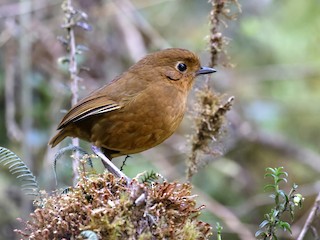  - Chachapoyas Antpitta