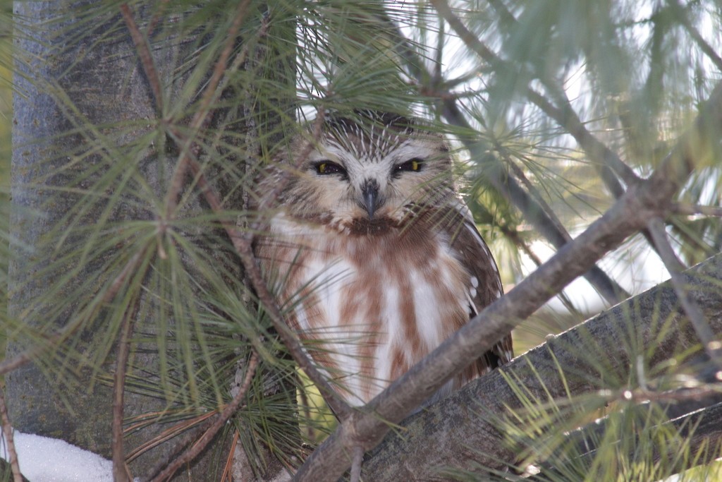 Northern Saw-whet Owl - Tracy Muller