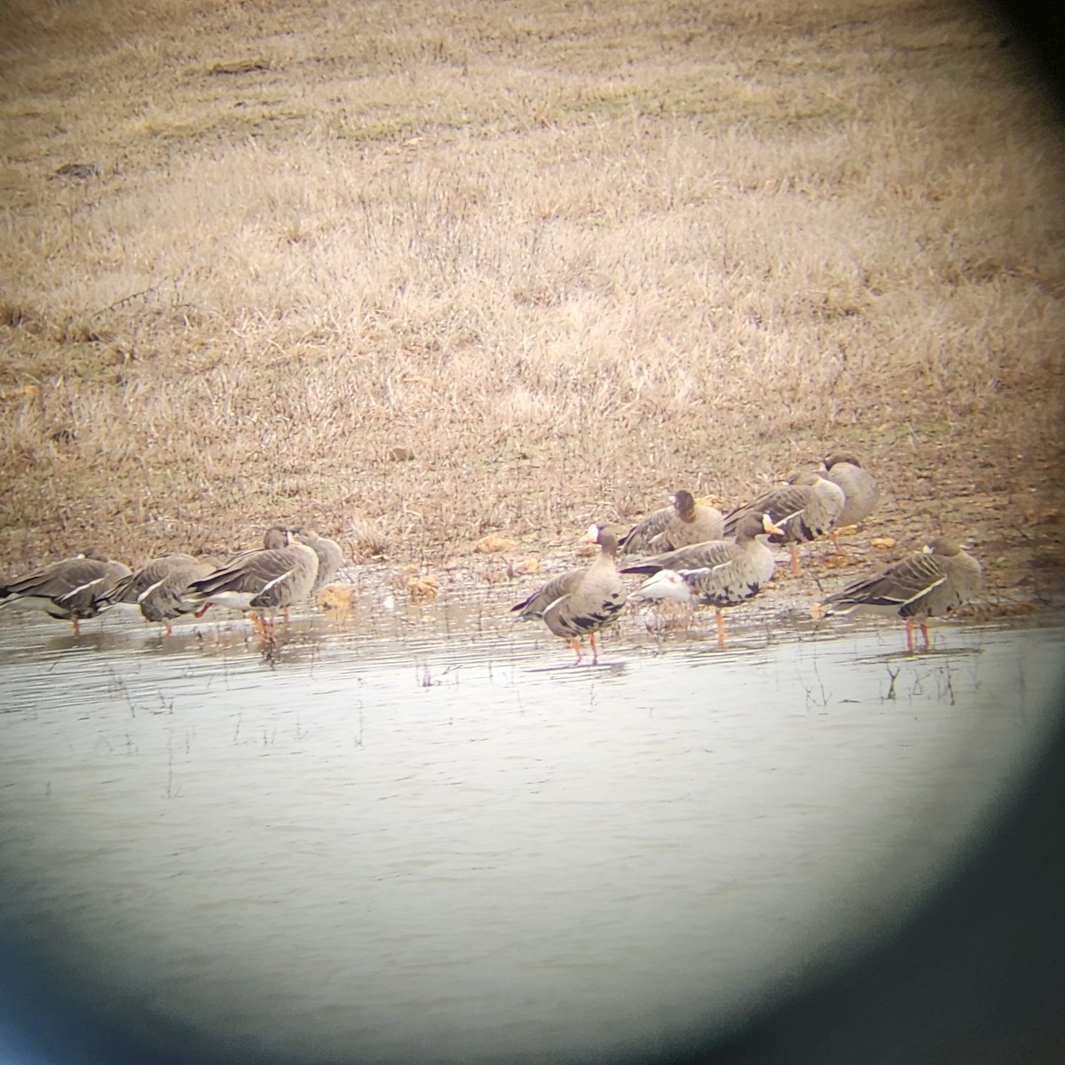 Greater White-fronted Goose - ML614832566