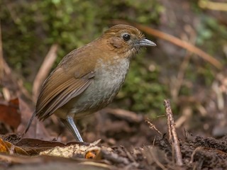  - Urrao Antpitta