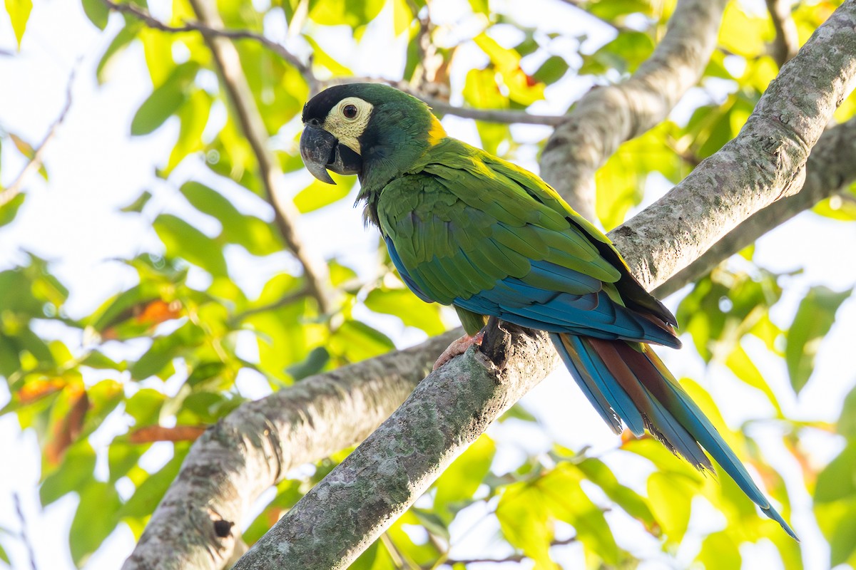 Yellow-collared Macaw - ML614832599