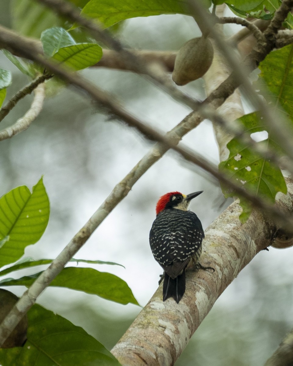 Black-cheeked Woodpecker - Daniel Brisbin