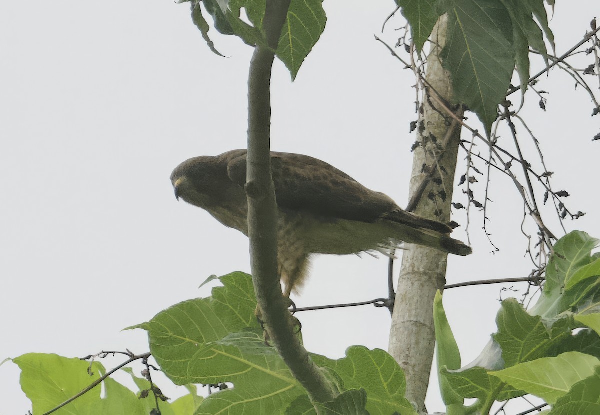 Broad-winged Hawk (Caribbean) - John Gregory