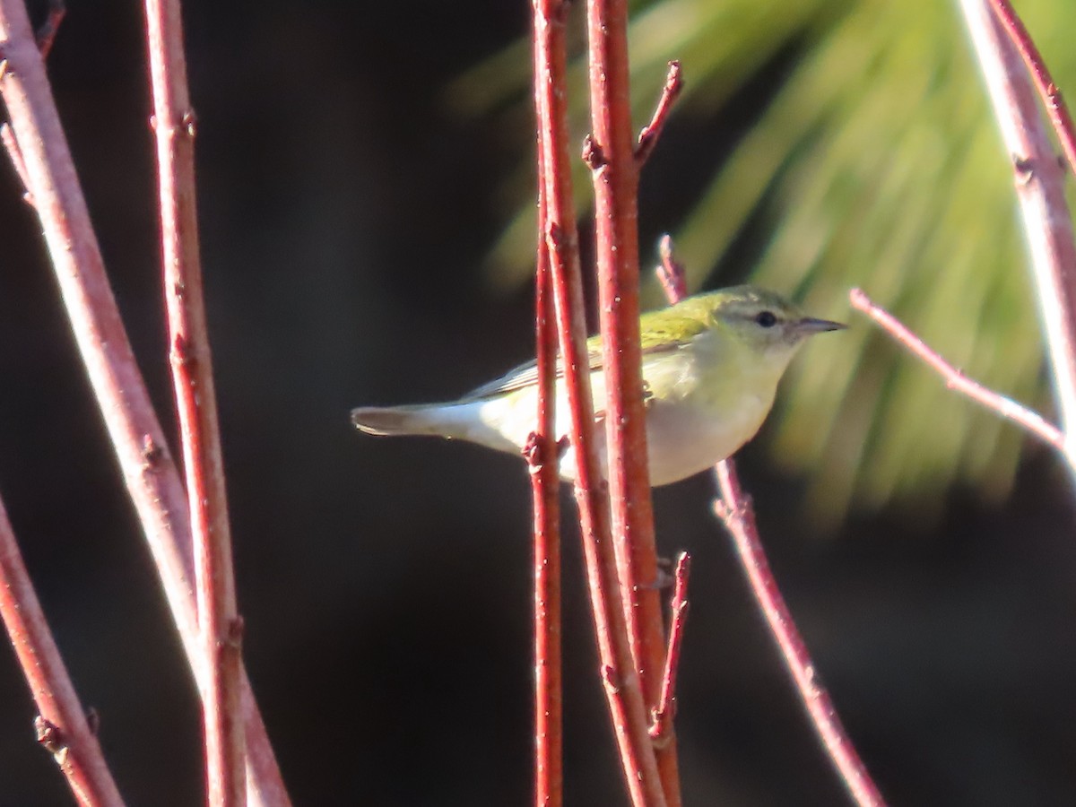 North Carolina Bird Atlas Checklist 14 Feb 2024 Loblolly Hill 16
