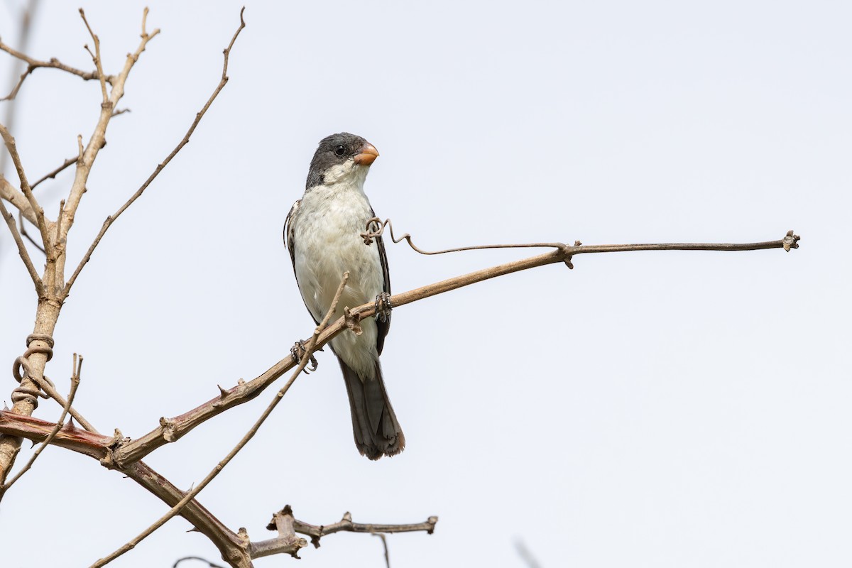 White-bellied Seedeater - ML614833200