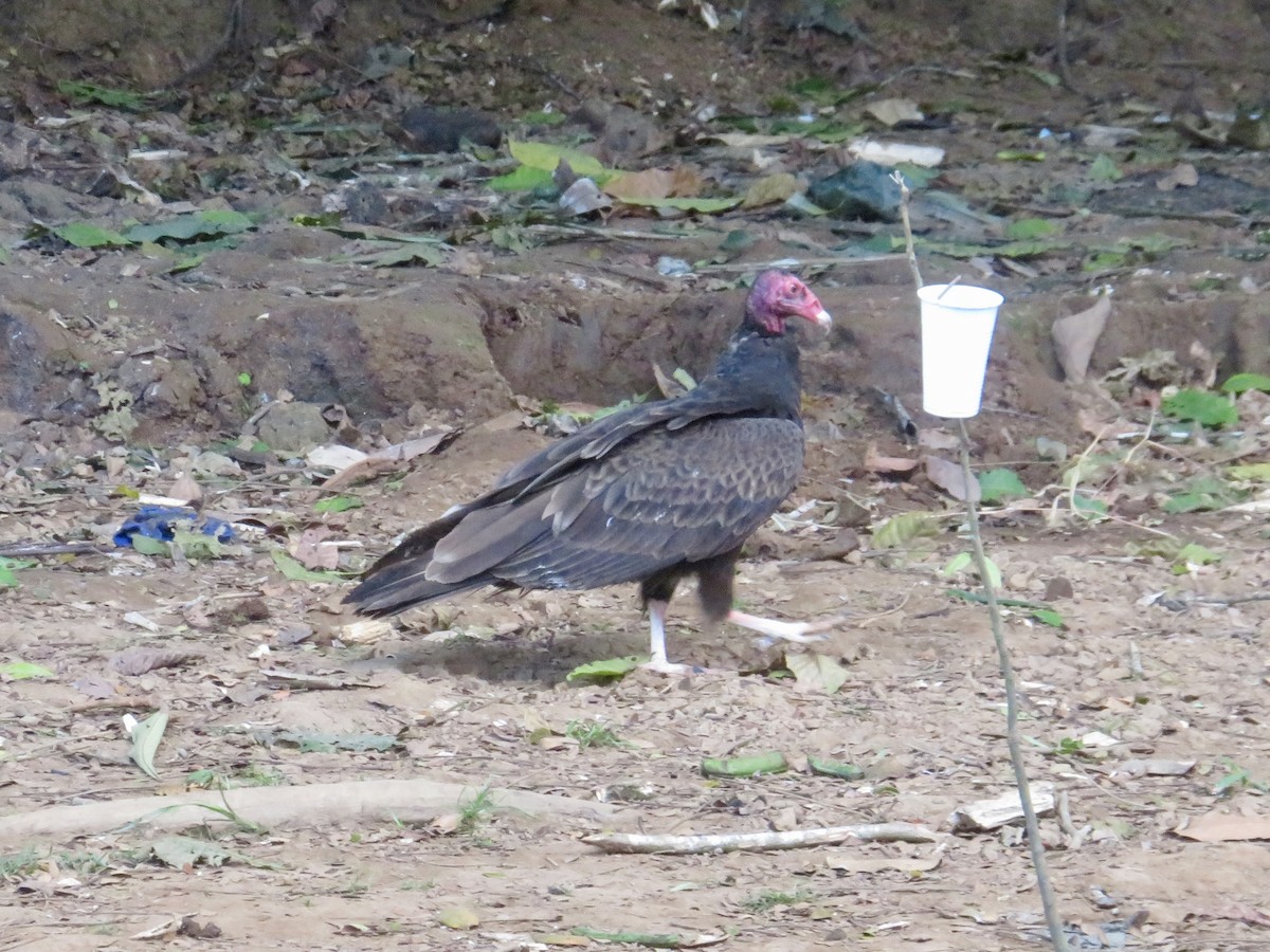 Turkey Vulture - ML614833222