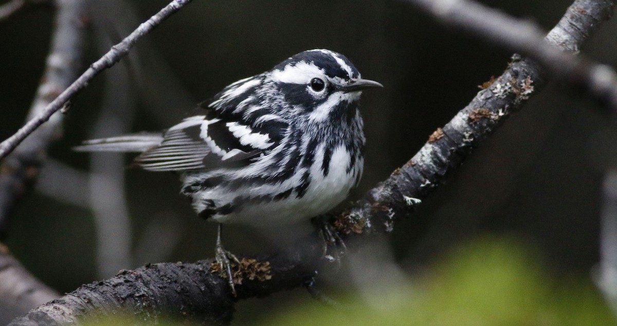 Black-and-white Warbler - ML61483341