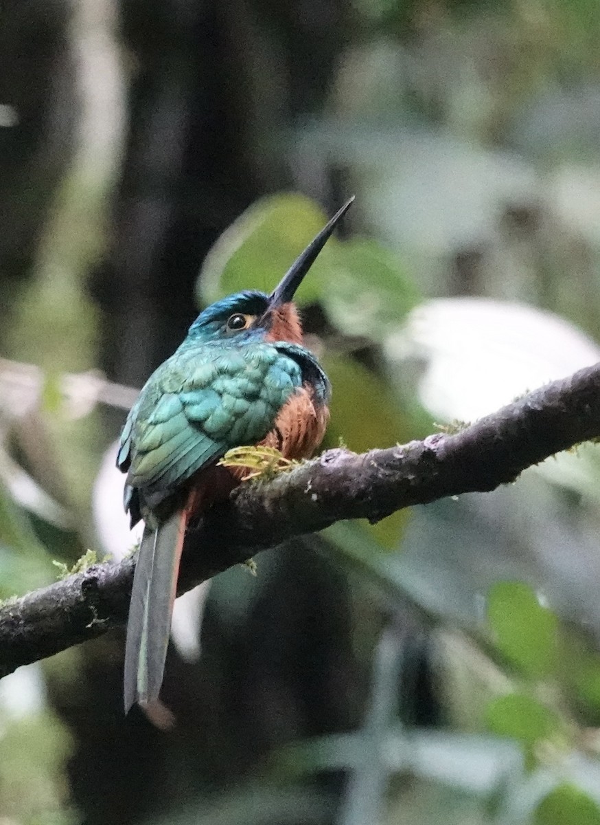 Coppery-chested Jacamar - Rainer Ruess