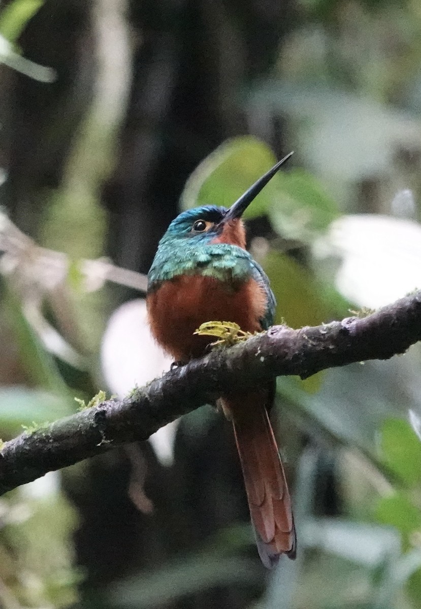 Coppery-chested Jacamar - Rainer Ruess