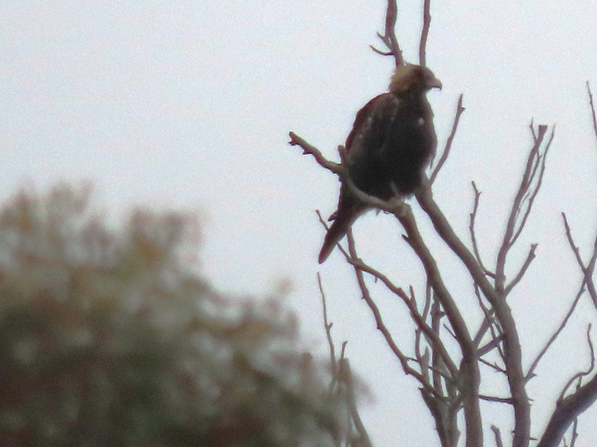 EBird Australia Checklist 15 Feb 2024 Stromlo Forest Park West