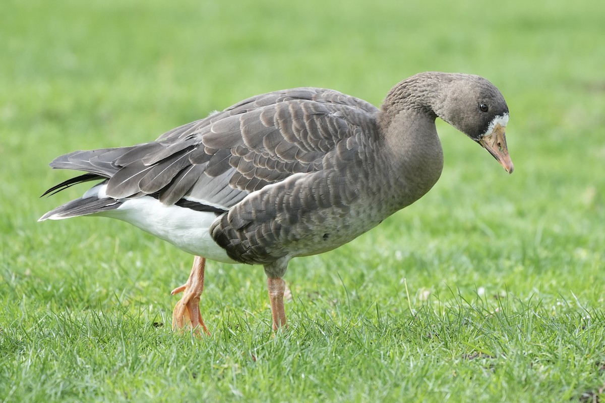 Greater White-fronted Goose - ML614833736