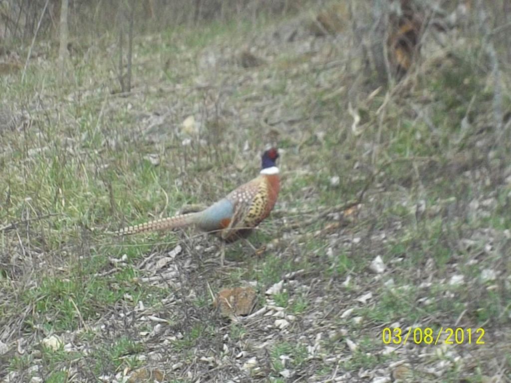 Ring-necked Pheasant - ML614833767