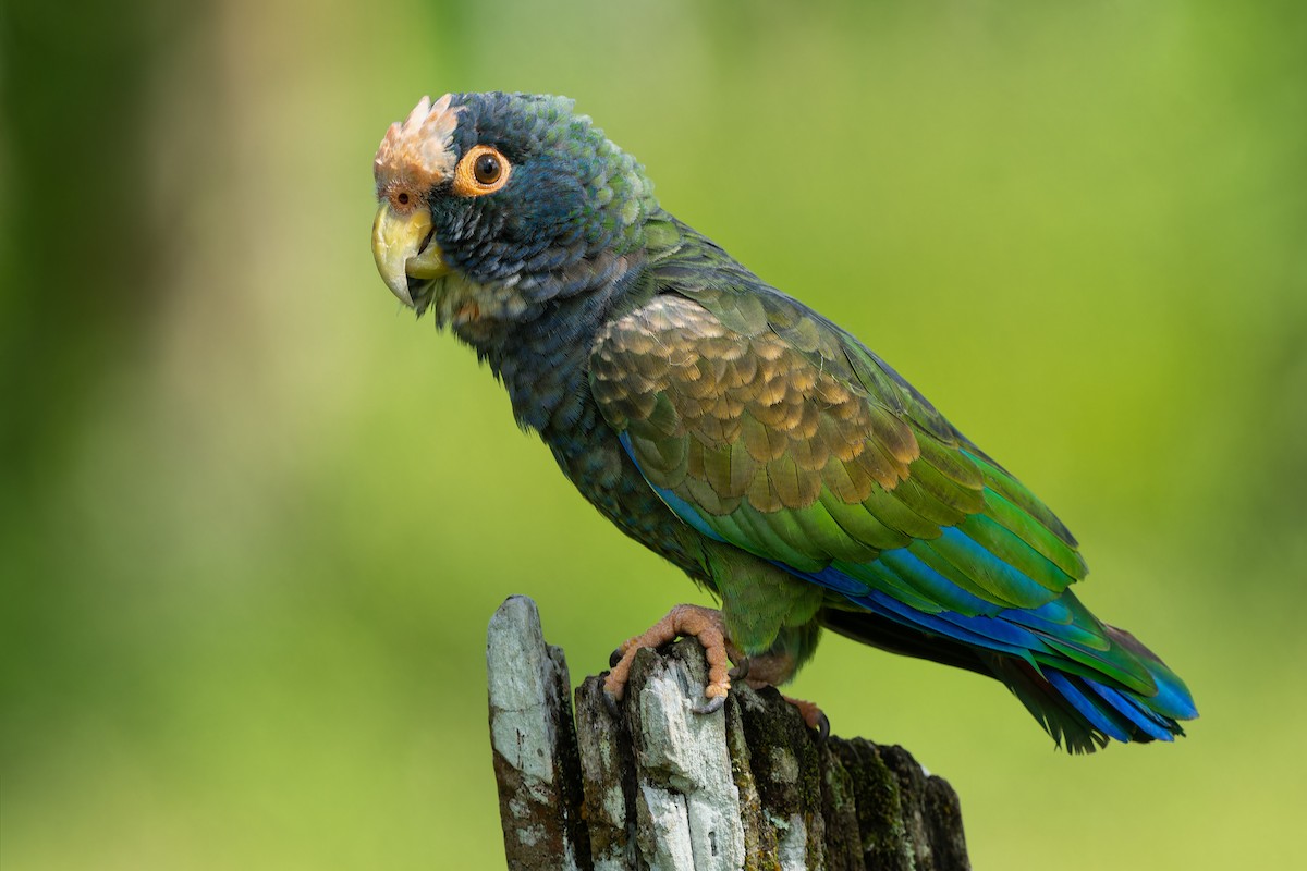 White-crowned Parrot - ML614833768