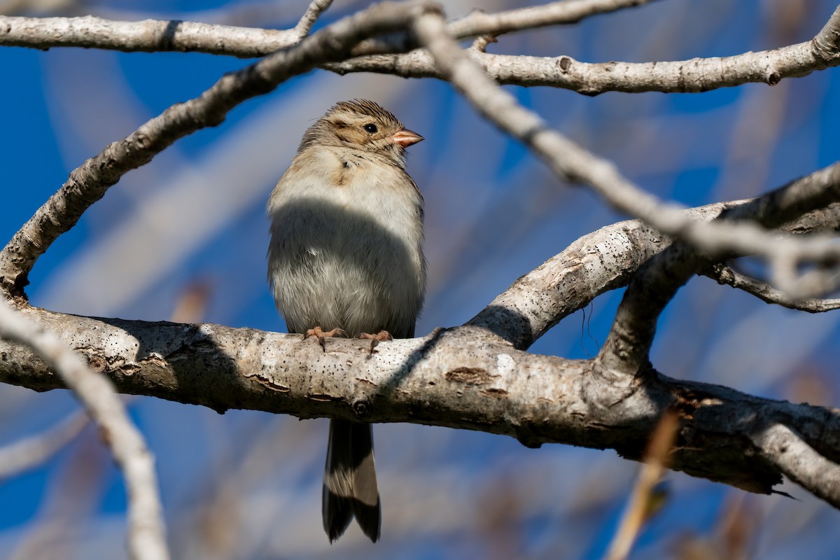 Clay-colored Sparrow - ML614833813