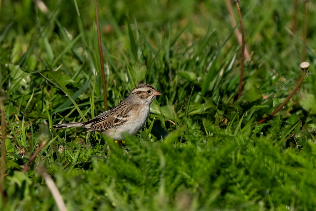 Clay-colored Sparrow - ML614833814