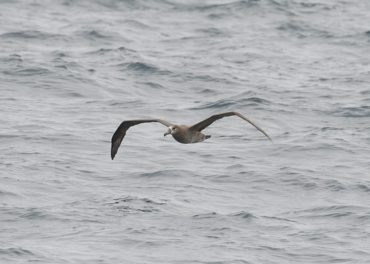 Black-footed Albatross - Max Wilson